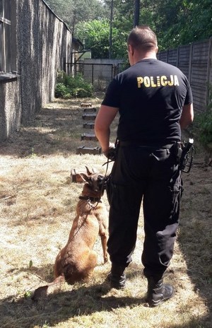 stoi tyłem policjant z psem służbowym