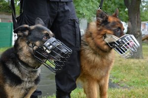 dwa psy służbowe stoją obok siebie