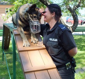 policjantka stoi obok psa, ten leży na drewnianej konstrukcji